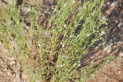 Stenaria nigricans
