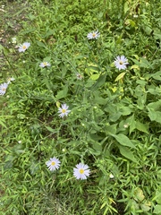 Symphyotrichum prenanthoides