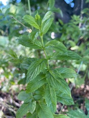 Mentha spicata