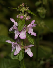 Stachys tenuifolia