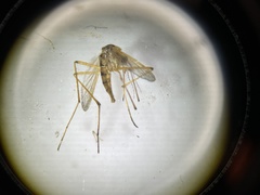 Aedes fulvus pallens