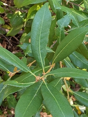 Chrysolepis chrysophylla