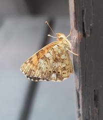 Phyciodes mylitta