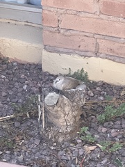 Streptopelia decaocto