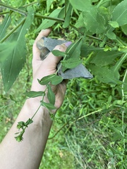 Symphyotrichum prenanthoides