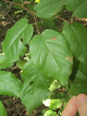Amelanchier arborea