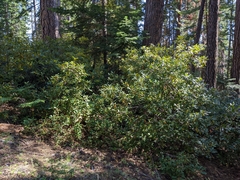 Chrysolepis chrysophylla