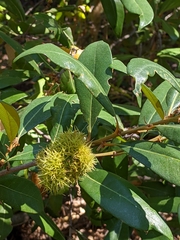 Chrysolepis chrysophylla