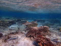Carcharhinus melanopterus