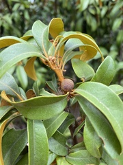 Dryocosmus rileypokei