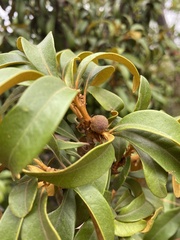 Dryocosmus rileypokei