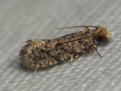 Acrolophinae