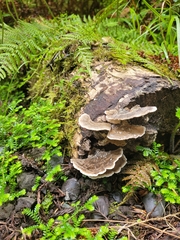 Trametes versicolor