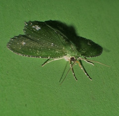 Eucyclodes speciosa