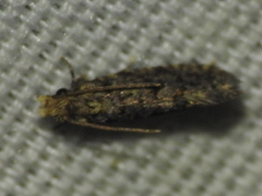 Acrolophinae