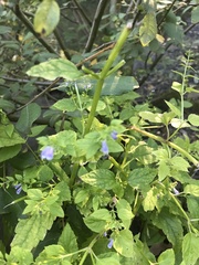 Scutellaria lateriflora