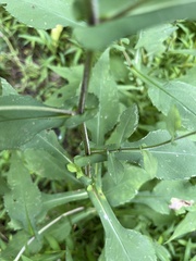Symphyotrichum prenanthoides