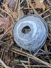 Dolichovespula arenaria