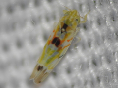 Erythroneura octonotata