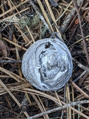 Dolichovespula arenaria