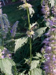 Sphecidae
