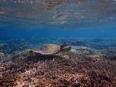 Eretmochelys imbricata