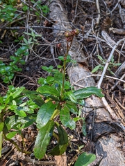 Chimaphila umbellata