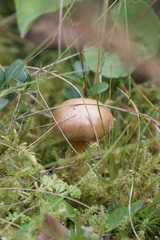 Chroogomphus rutilus