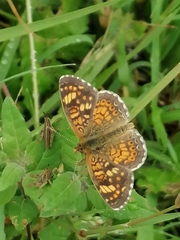 Phyciodes pallescens