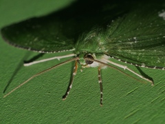 Eucyclodes speciosa