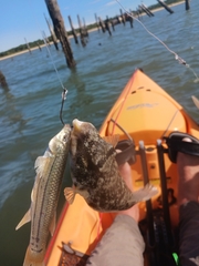 Sphoeroides maculatus