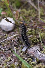 Acronicta rumicis