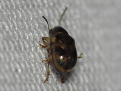 Paria