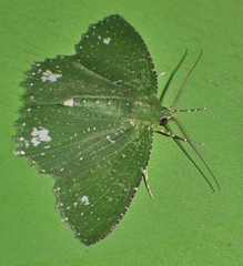 Eucyclodes speciosa