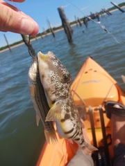 Sphoeroides maculatus