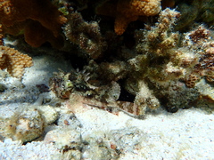 Scorpaenidae