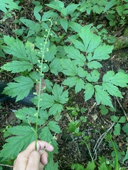 Actaea racemosa