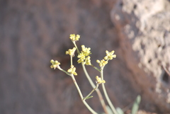Eriogonum lachnogynum