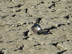 Tachycineta leucorrhoa