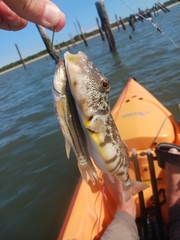 Sphoeroides maculatus