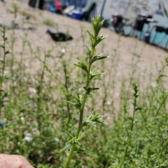 Salsola kali