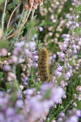 Acronicta menyanthidis