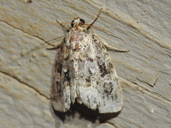 Protodeltote muscosula