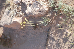 Eriogonum lachnogynum
