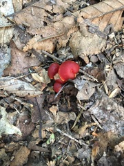 Hygrocybe coccinea