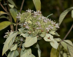 Pycnanthemum