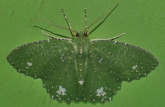Eucyclodes speciosa