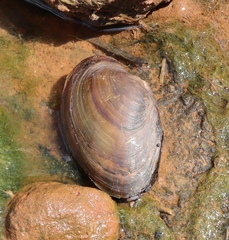 Pyganodon grandis