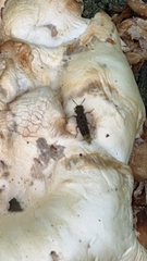 Ontholestes cingulatus