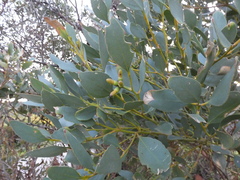Eucalyptus utilis